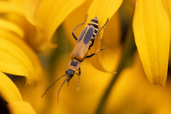 Chauliognathus pensylvanicus