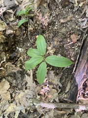 Maianthemum racemosum