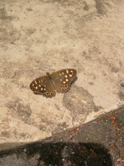 Pararge aegeria