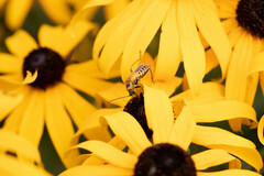 Chauliognathus pensylvanicus