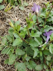 Ruellia nudiflora