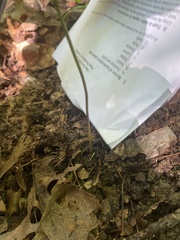 Maianthemum racemosum