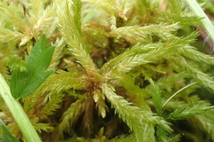 Climacium dendroides