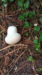 Lycoperdon