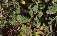 Hermannia alnifolia