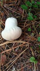 Lycoperdon