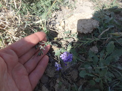 Medicago