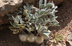 Astragalus newberryi