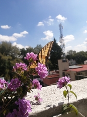 Papilio multicaudata