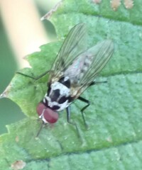 Anthomyia