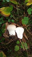 Lycoperdon