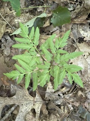 Sceptridium dissectum