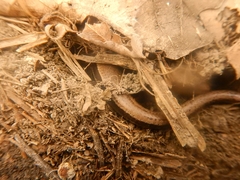 Plestiodon anthracinus anthracinus