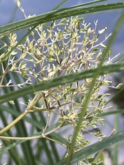 Valeriana officinalis