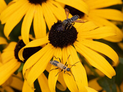 Chauliognathus pensylvanicus