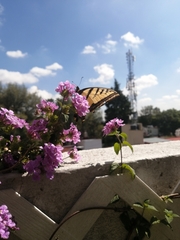 Papilio multicaudata