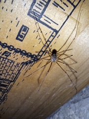 Crossopriza lyoni