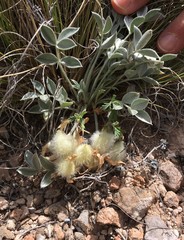Astragalus newberryi