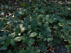 Aegopodium podagraria