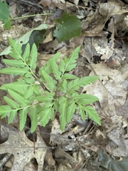 Sceptridium dissectum