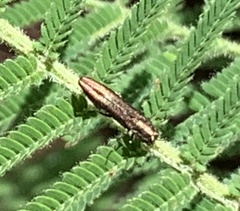 Agrilus
