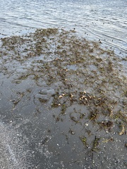 Sinistrofulgur pulleyi