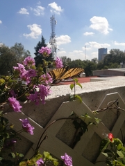 Papilio multicaudata