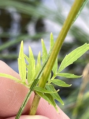Valeriana officinalis