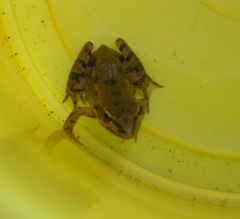 Pelophylax bedriagae