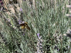 Bombus pensylvanicus