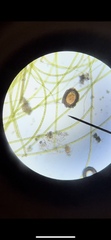 Bacteria