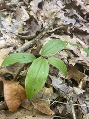 Maianthemum racemosum