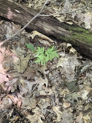 Sceptridium dissectum