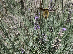 Bombus pensylvanicus