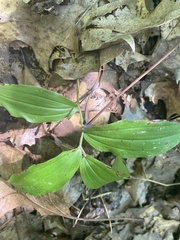 Maianthemum racemosum