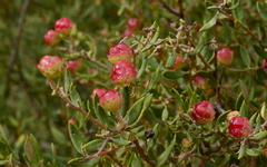 Phylica oleifolia
