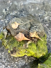 Sinistrofulgur pulleyi