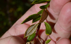 Phylica oleifolia