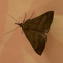 Hypena proboscidalis