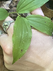 Maianthemum racemosum