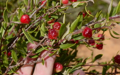 Phylica oleifolia