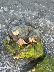 Sinistrofulgur pulleyi