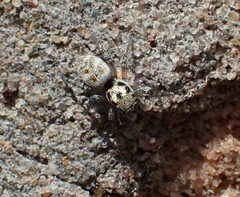 Salticus scenicus