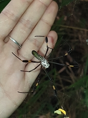 Trichonephila clavipes