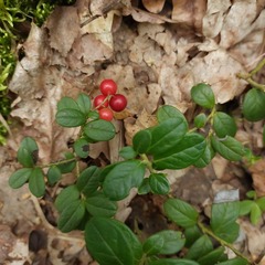 Vaccinium vitis-idaea