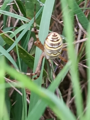 Argiope bruennichi