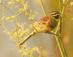 Emberiza cirlus