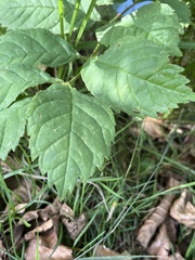 Fraxinus excelsior