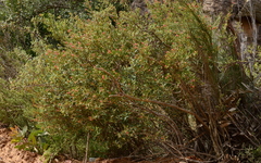 Phylica oleifolia