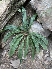 Struthiopteris spicant